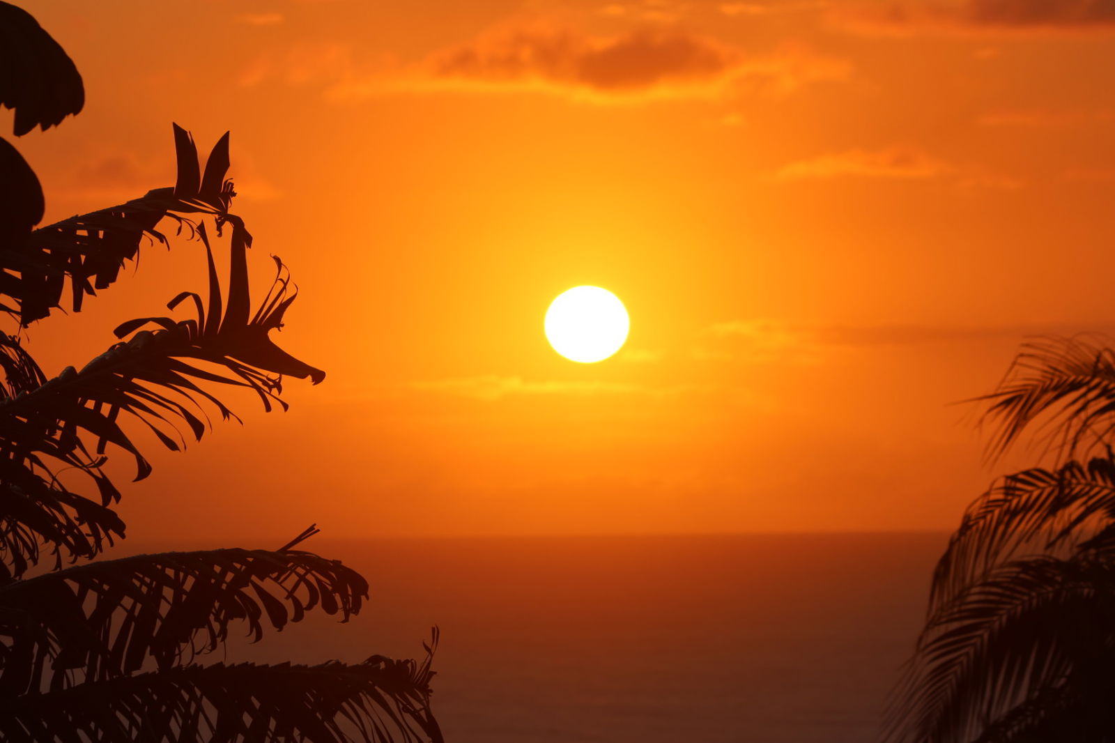 Onafhanklike Ateljee Piton 230708