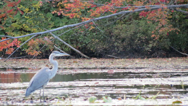 Zakwaterowanie U Rodziny Prévost 199376