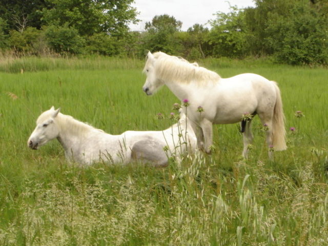 Hele Huis Vallabrègues 37165