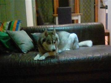 Chambre Chez L'habitant Perivale 206306-12