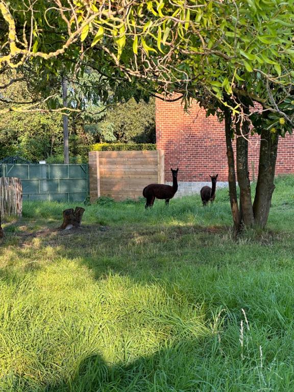 Homestay Binche 287801