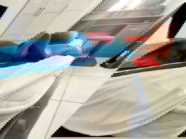 Kolokasie Toulon 266705-2