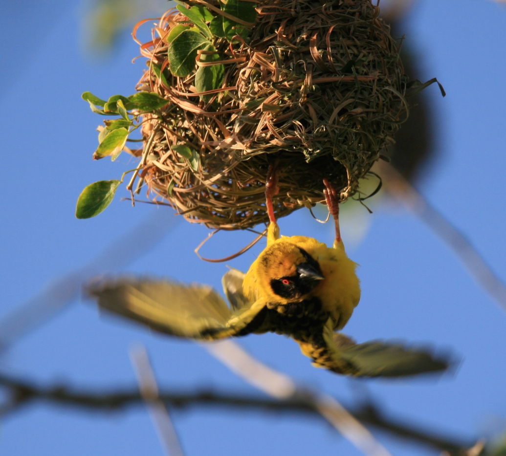 Niezależne Studio Piton 230708