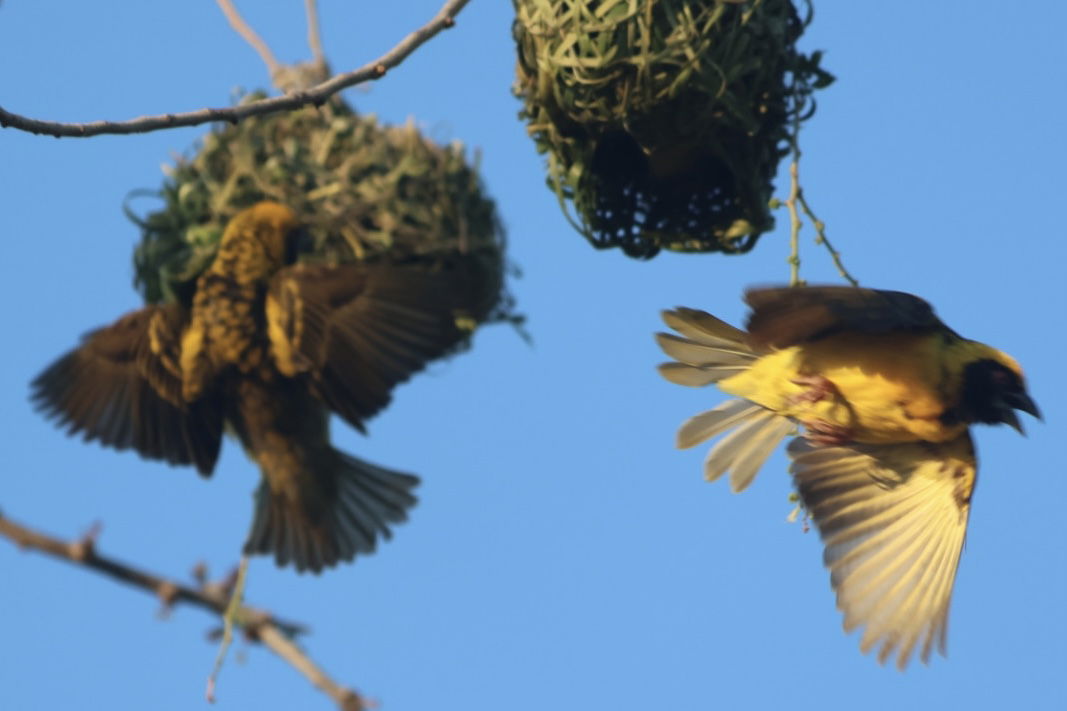 Niezależne Studio Piton 230708