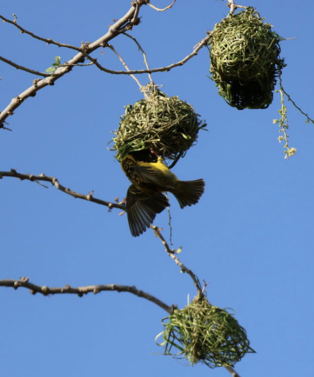 Niezależne Studio Piton 230708