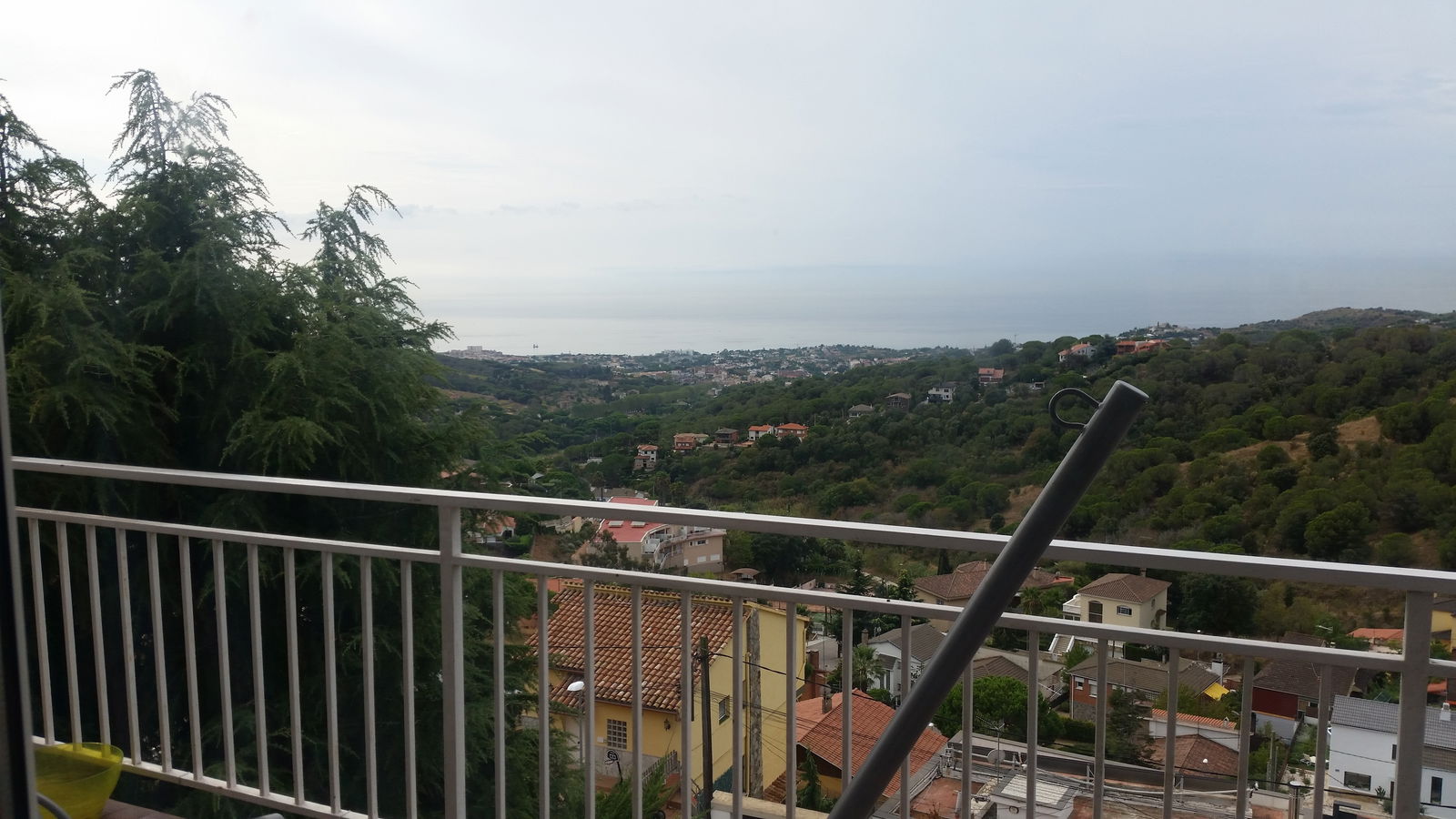 Kolokasie Alella Parc 148128