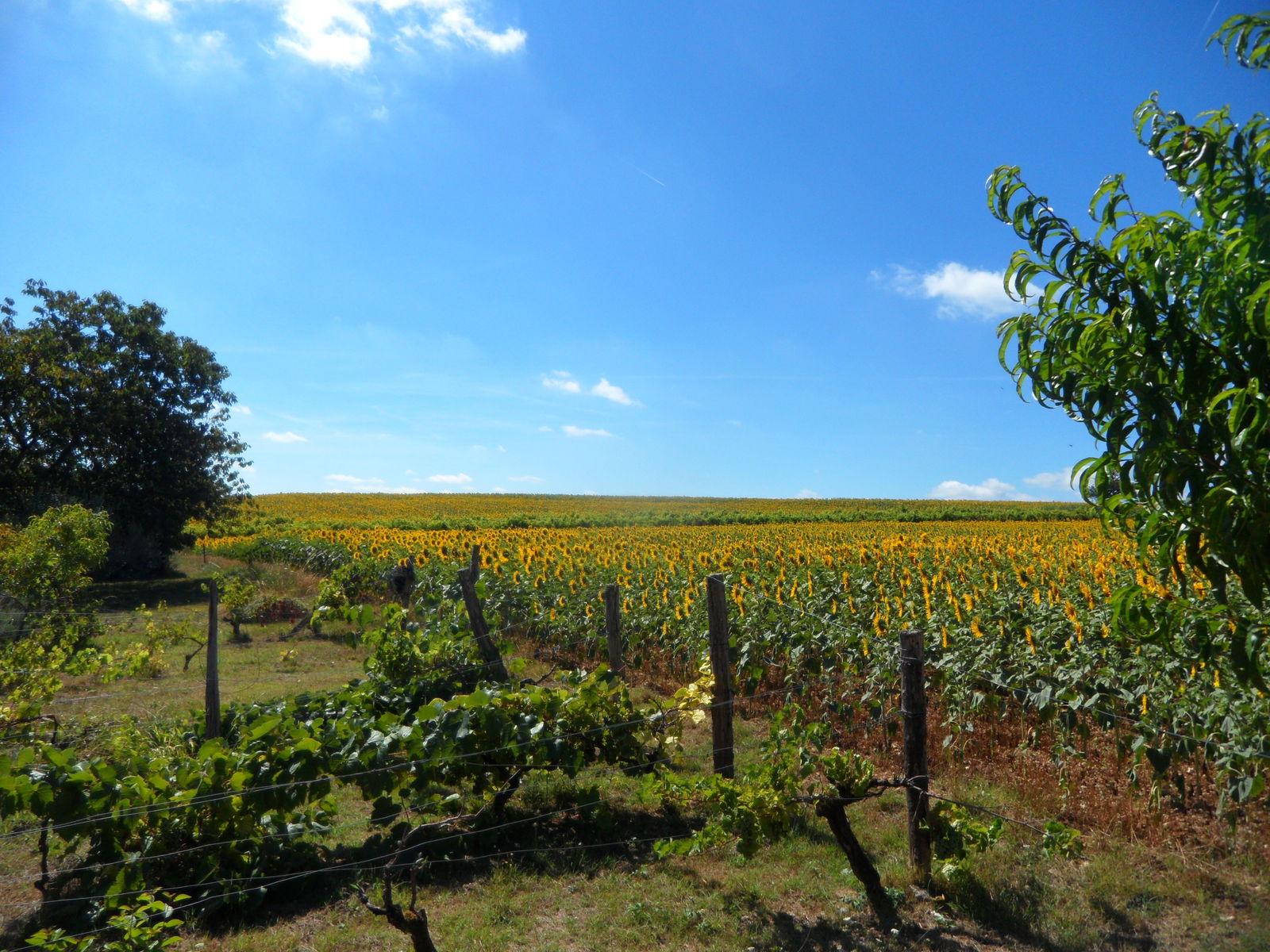 Habitaciones De Huéspedes Massoulès 193418