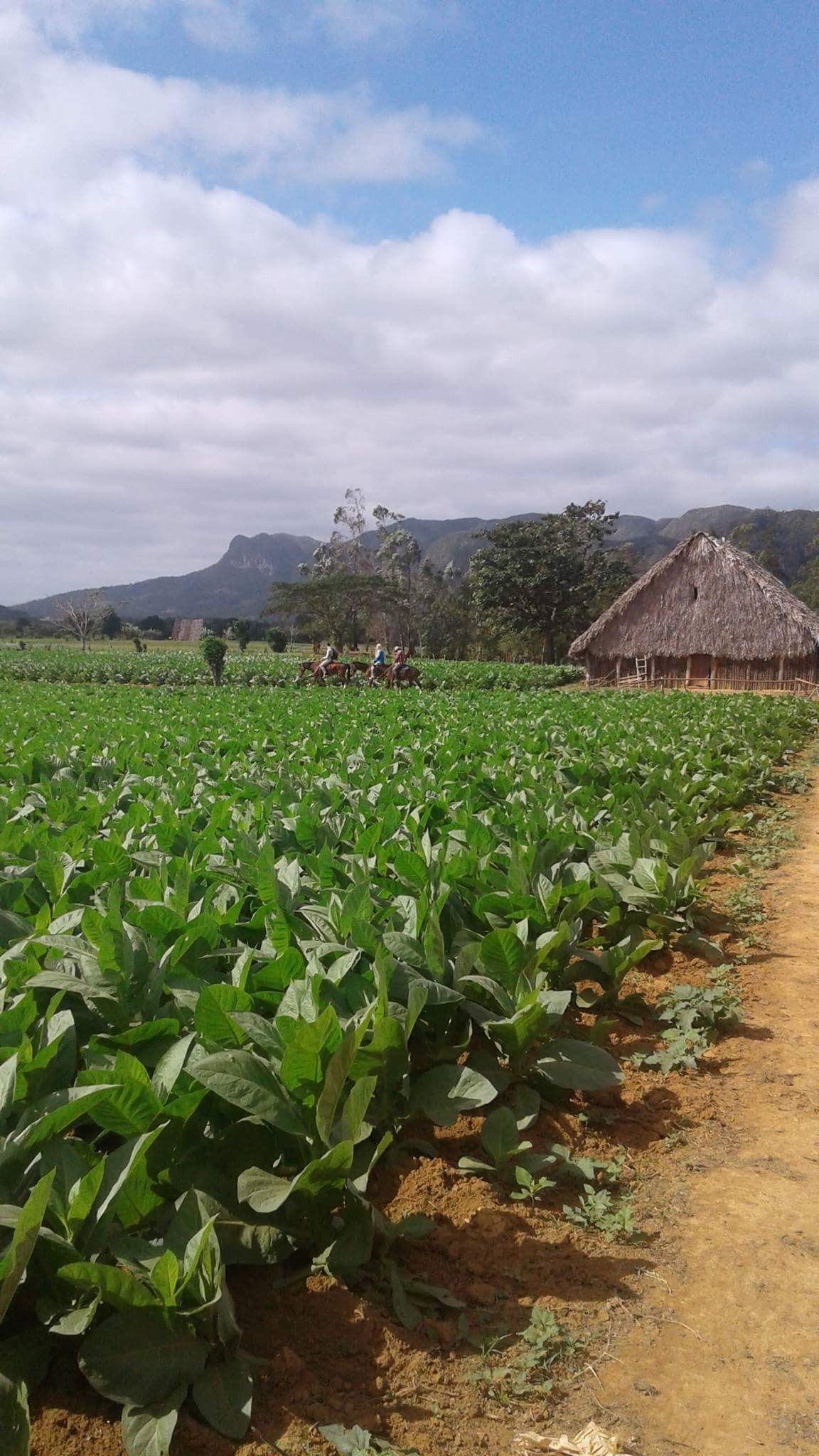 Gastfamilie Viñales 203791