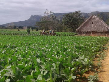 Chambre Chez L'habitant Viñales 203791-8