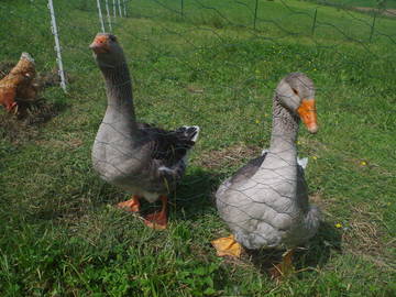 Chambre Chez L'habitant Masparraute 246438-10