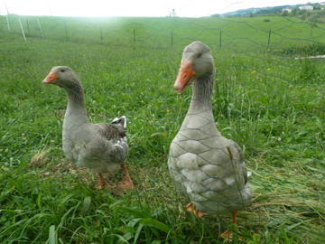 Chambre Chez L'habitant Masparraute 246446-7