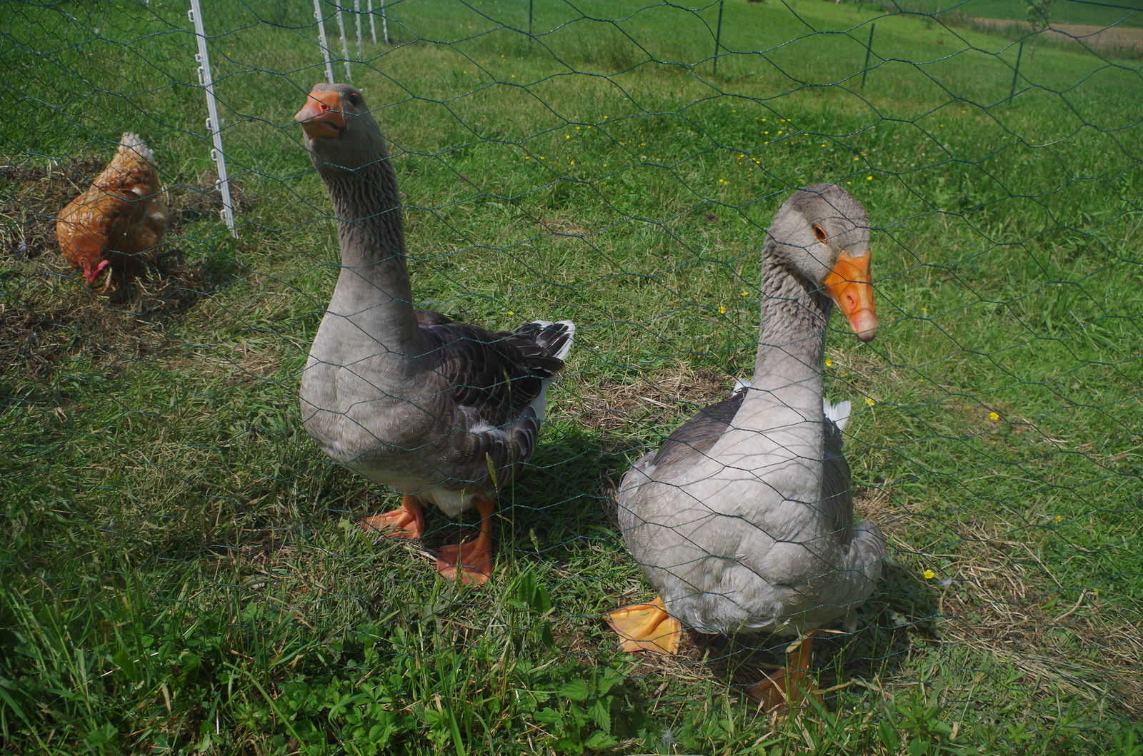 Gastfamilie Masparraute 246438