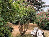 Casa entera en alquiler en Saint-Armou - foto 7: jardín-7