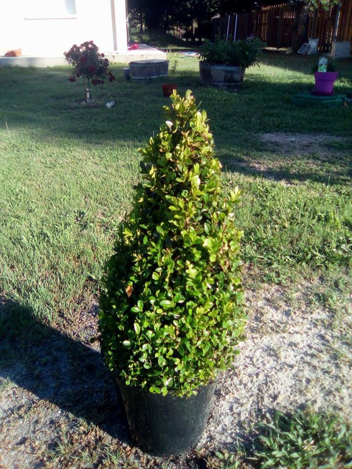 Kolokacja Saint-Vivien-de-Médoc 197600