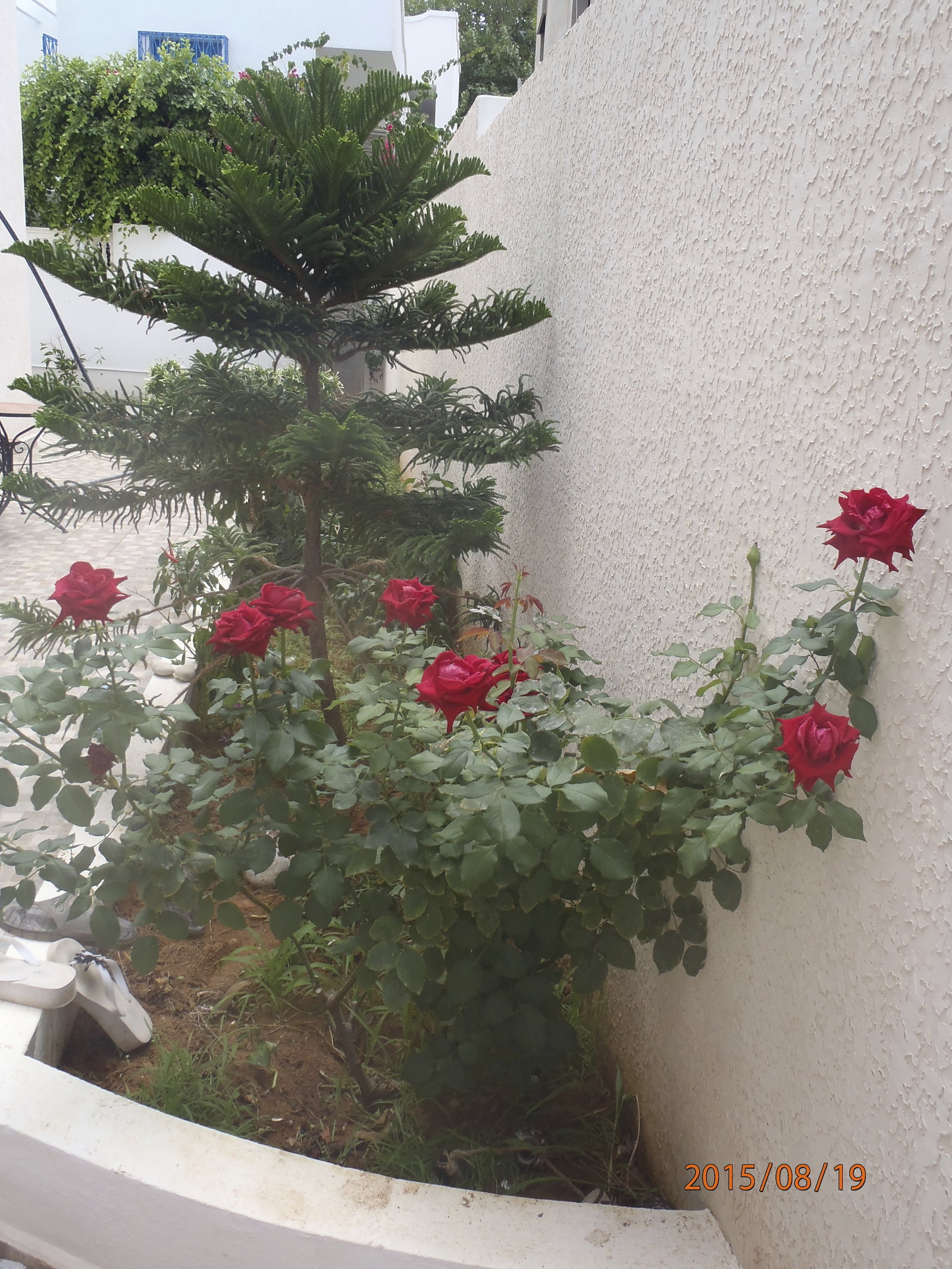 Hela Huset Tunis 319316