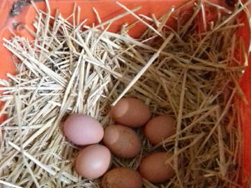 Chambre Chez L'habitant Porri 181637-10