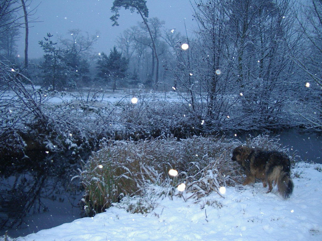 Hjemmeophold Saint-Mandé 118234