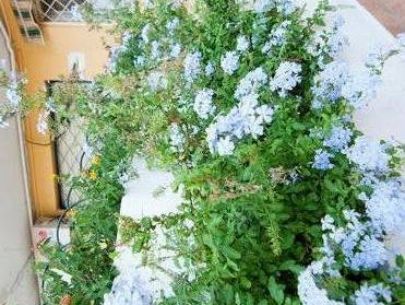 Casa Inteira Málaga 183866-5