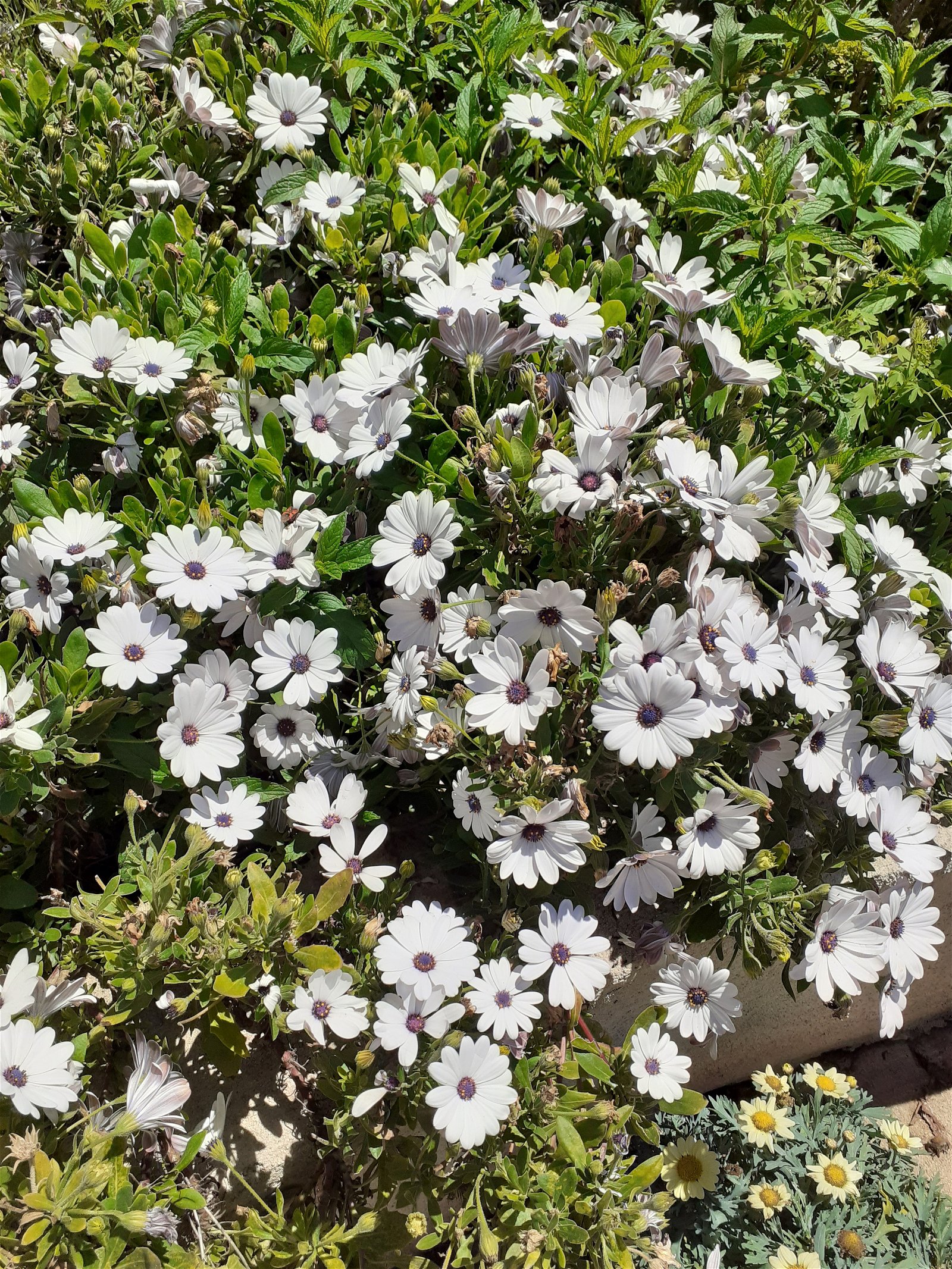 Onafhankelijke Studio Sorgues 162543