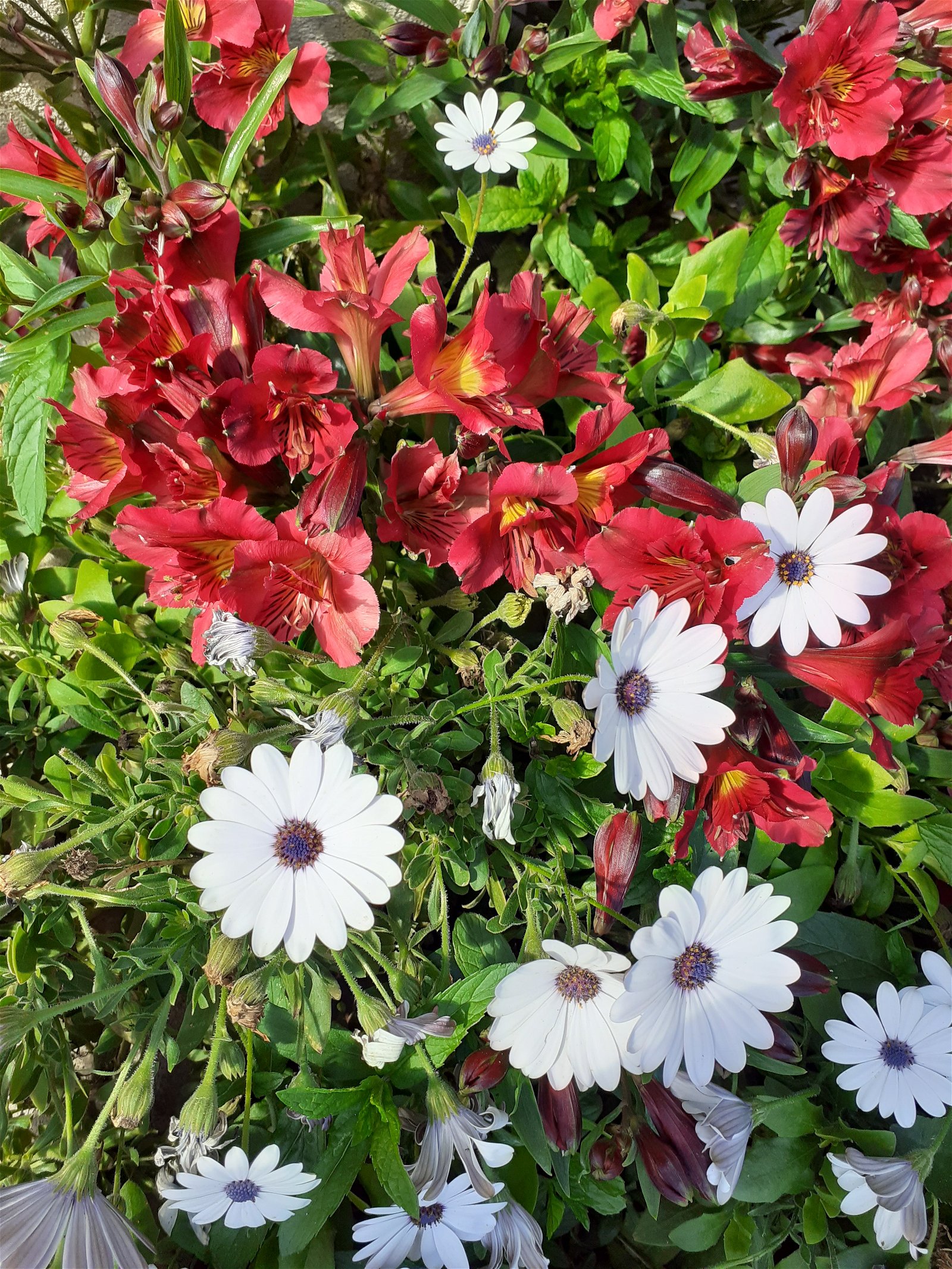 Onafhankelijke Studio Sorgues 162543