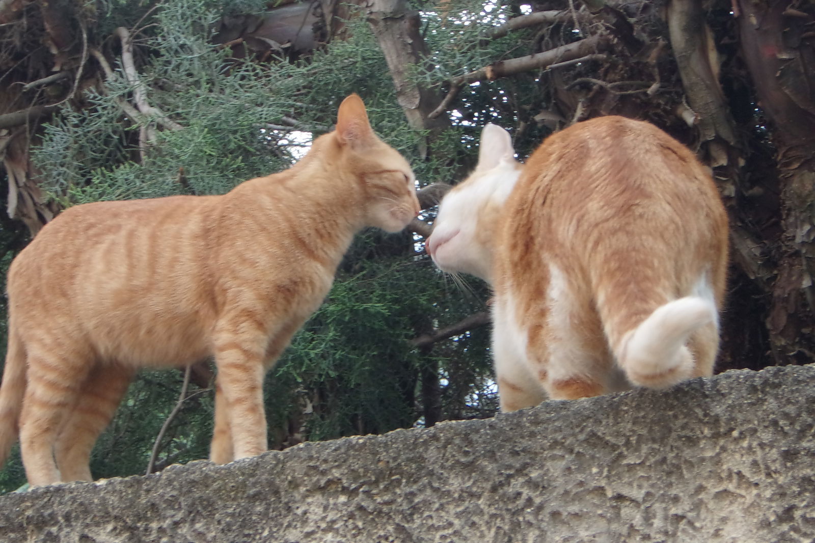 Estudio Independiente Sorgues 162543