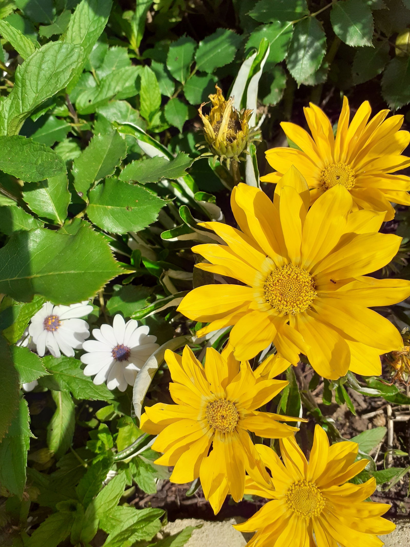 Estudio Independiente Sorgues 162543