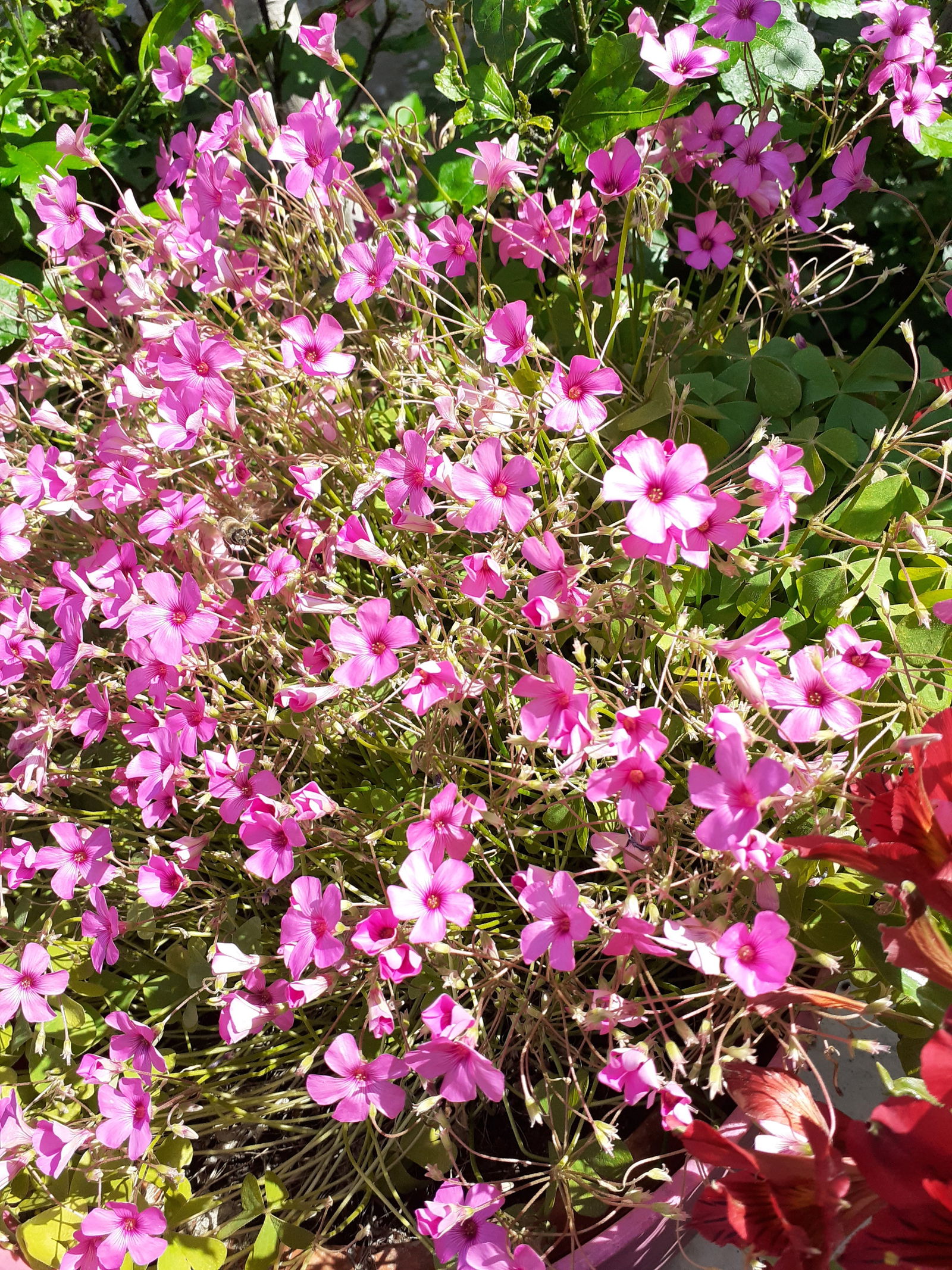 Estudio Independiente Sorgues 162543