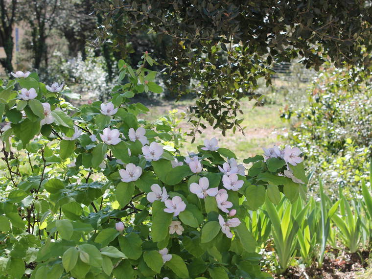 Homestay Garrigues-Sainte-Eulalie 188346