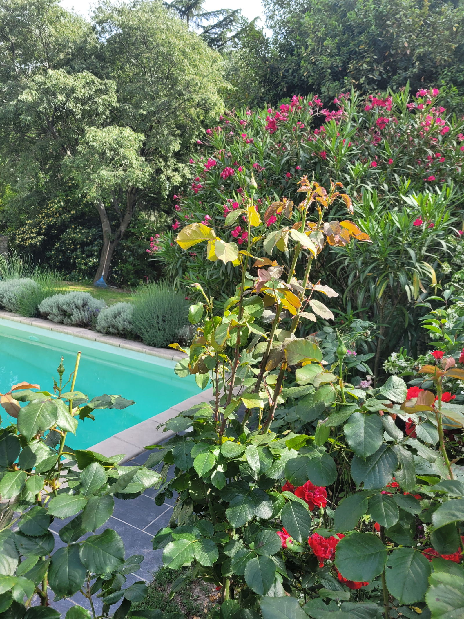 Homestay Nîmes 178536