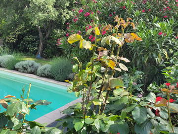 Homestay Nîmes 380485-6