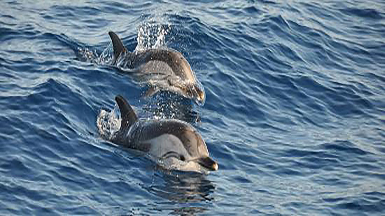 Estúdio Independente Mandelieu-la-Napoule 219587