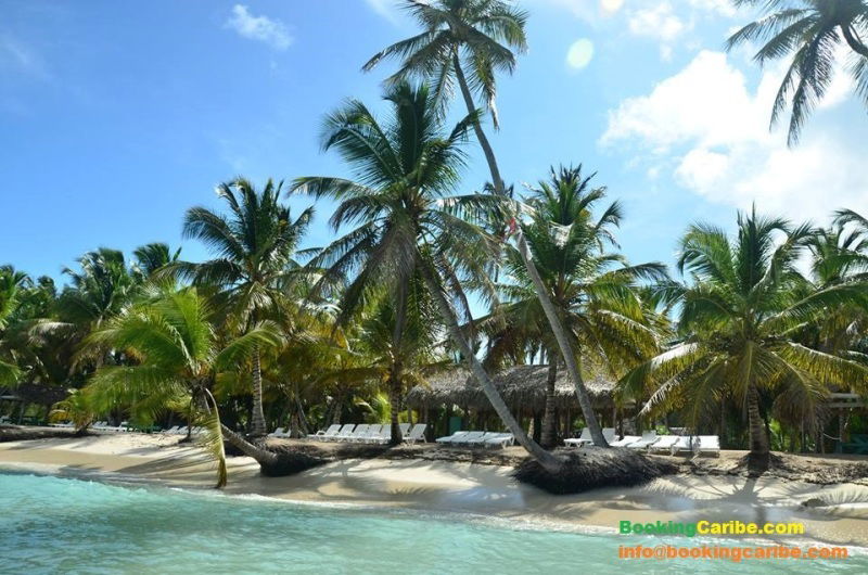 Estudio Independiente Dominicus 114470