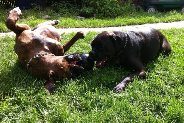 Järjestäminen Chicoutimi 2178