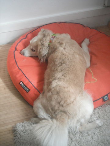 Niezależne Studio Paris 61453