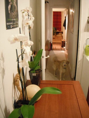 Estudio Independiente Paris 61453