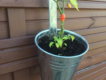 Logement Entier Senlis 234304-10