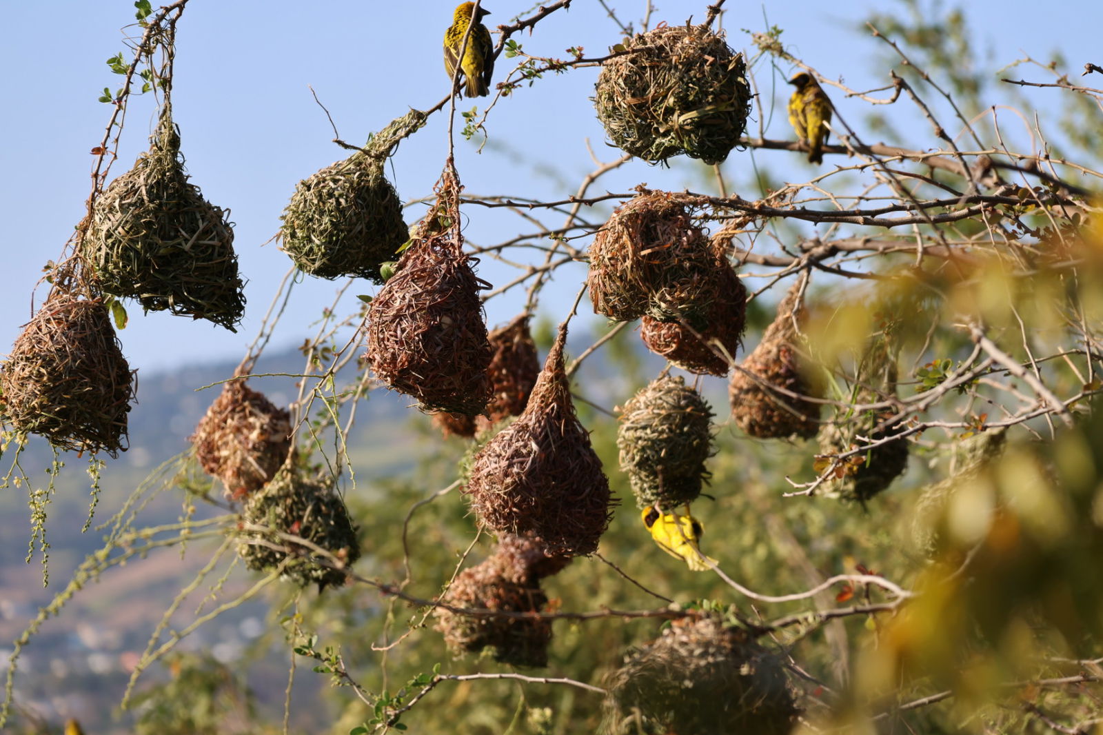 Oberoende Studio Piton 230708