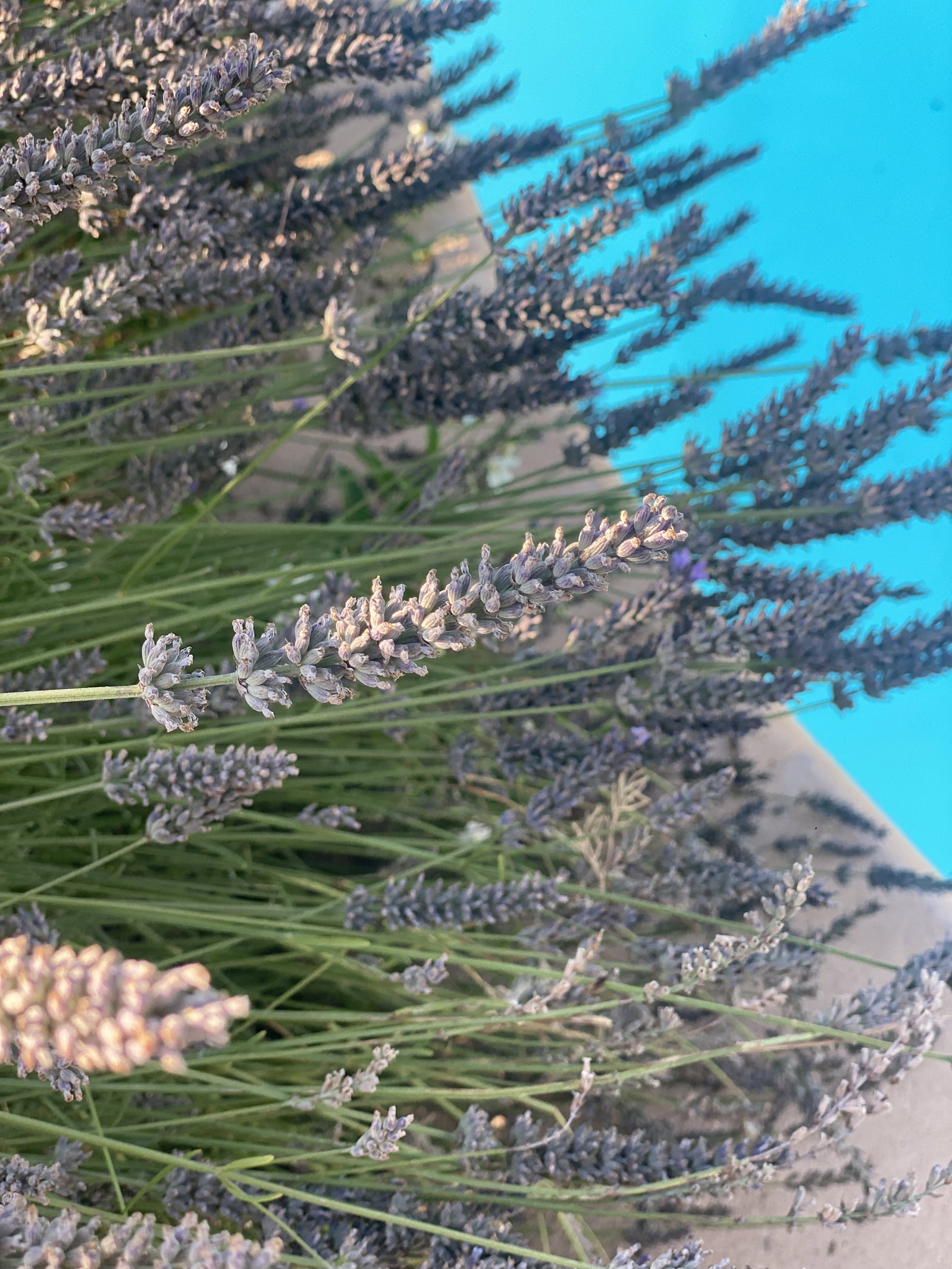 Famiglia Éguilles 222416