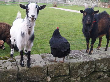 Logement Entier Saint-Aubin-Des-Ormeaux 260283-9