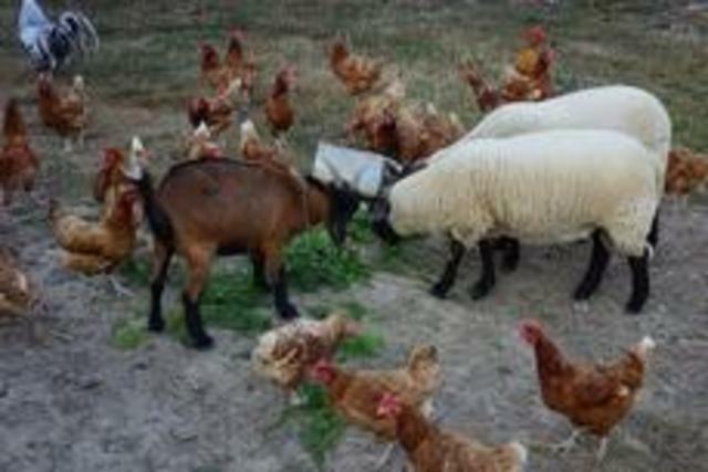 Gastfamilie Amillis 40965