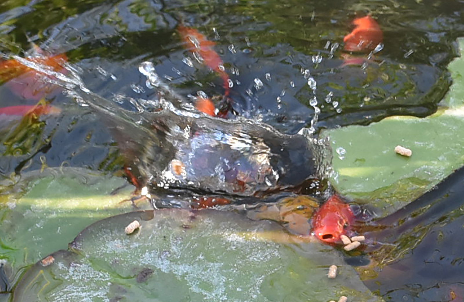 Unabhängiges Studio La Tour-d'Aigues 30052