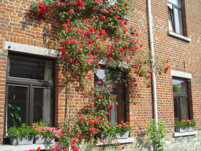 Homestay Seneffe 250232