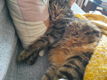 Colocation Corsier-Sur-Vevey 575327-4