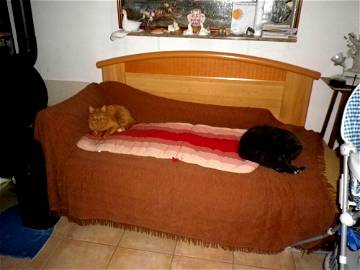 Roomlala | Folding Sofa Or Mezzanine Bed Overnight Only