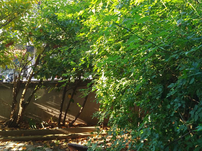 Homestay Genève 267259-4