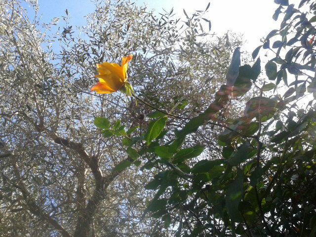 Hjemmeophold Cantaron 143695