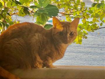 Chambre Chez L'habitant Rio De Janeiro 239971-7