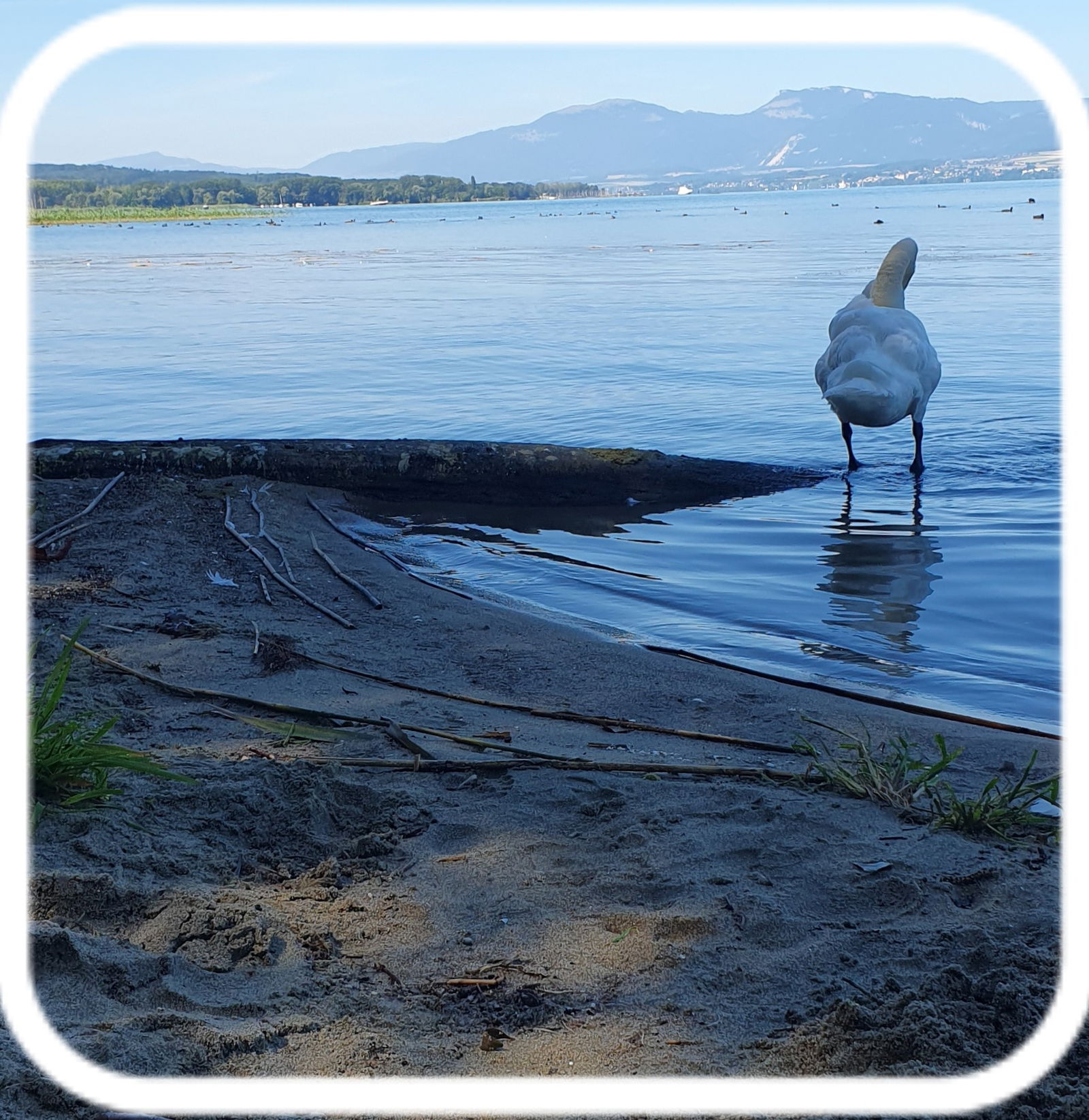 Gastfamilie Cheyres-Châbles 581622