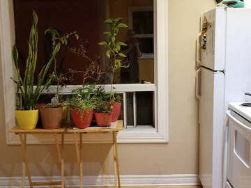 Chambre Chez L'habitant Toronto 235420-8