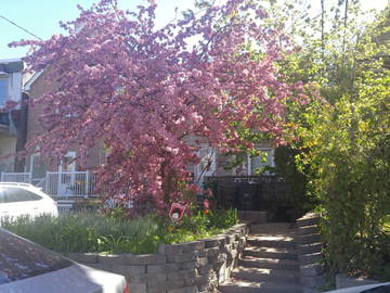 Chambre Chez L'habitant Toronto 235420-11